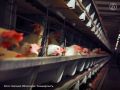 «Ивановская текстильная компания» намерена обанкротить «Токаревскую птицефабрику»