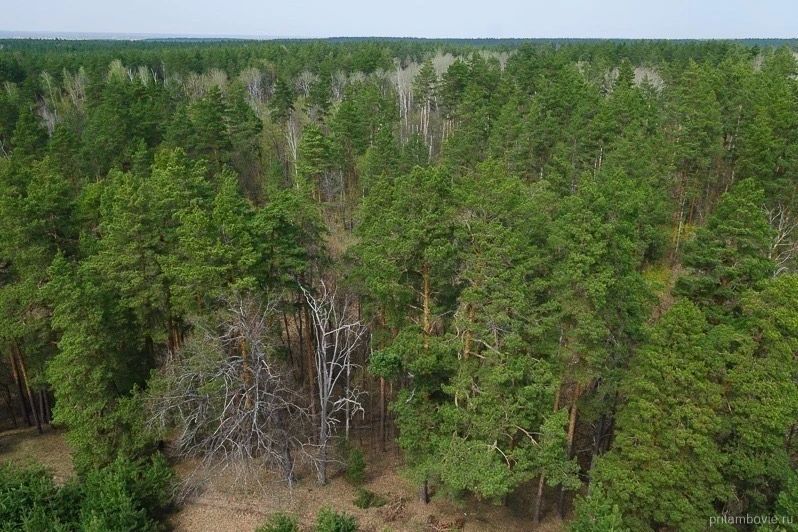 Департамент лесного хозяйства принял участие в Дне благотворительного труда