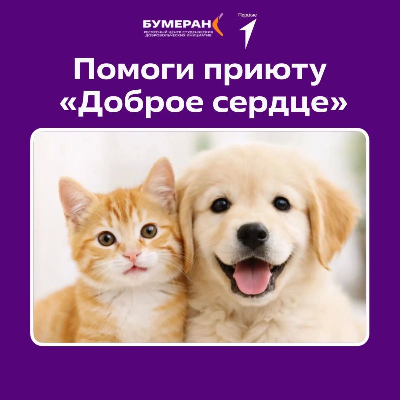 В Державинском университете запустили акцию в поддержку приюта “Доброе сердце”