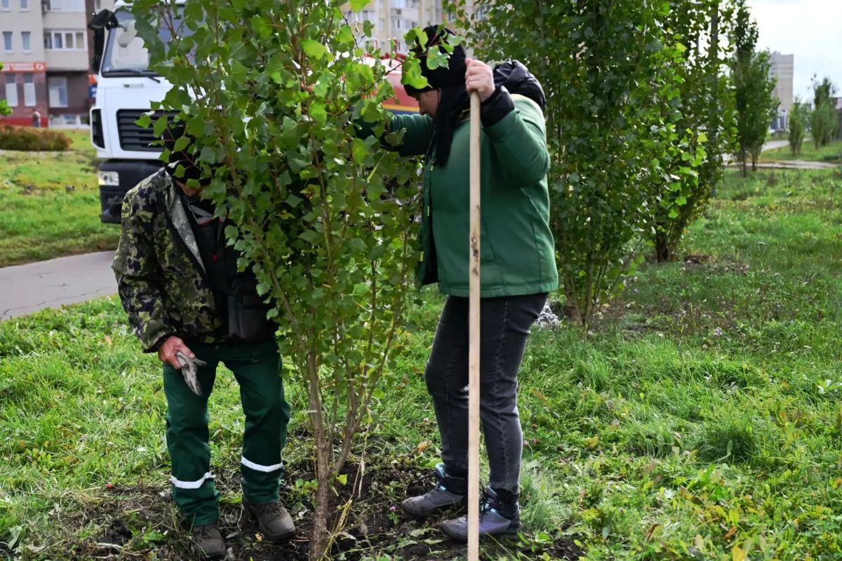 В Тамбове началась осенняя высадка деревьев В Тамбове началась осенняя высадка деревьев