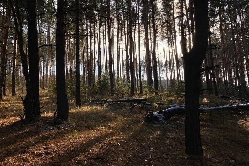 Потерявшийся в Мичуринского округе грибник нашёлся в Липецкой области