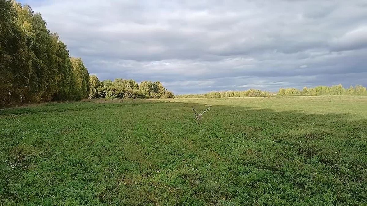 В Тамбовской области в дикую природу выпустили болотную сову