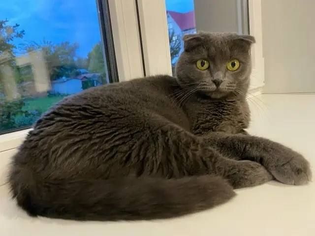 Пост добра: кошка Пума ищет дом