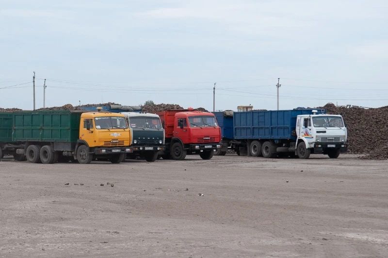 В Тамбовской области убрали половину всех площадей сахарной свёклы