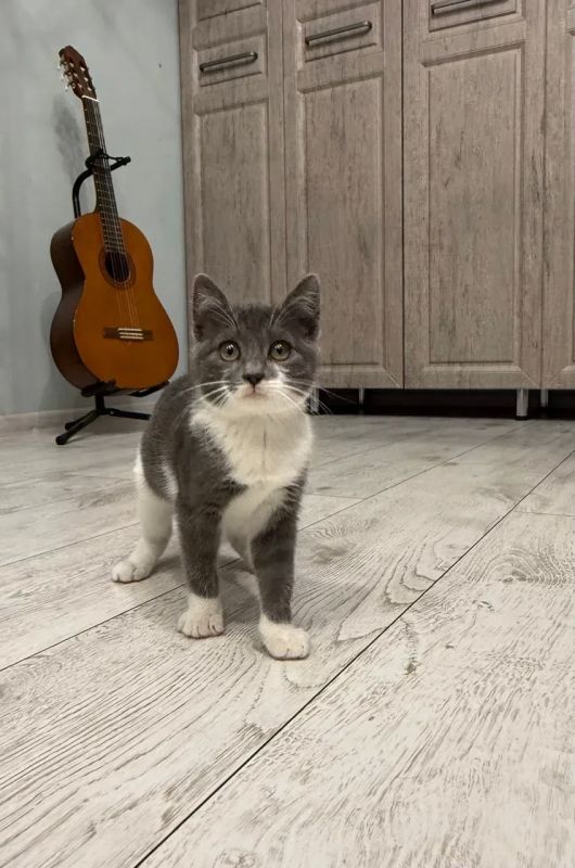 Пост добра: котёнок ищет дом