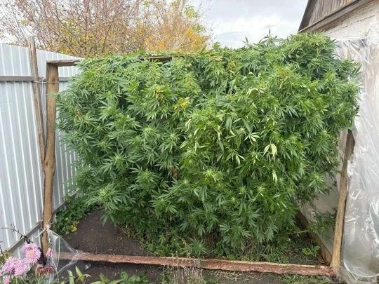 Сотрудниками наркоконтроля изъято более 600 граммов наркотического средства