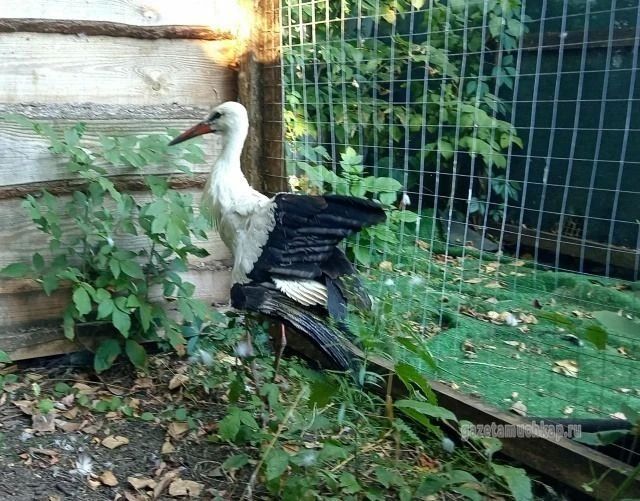 Спасённая аистиха из Шапкина переживёт зиму в тепле