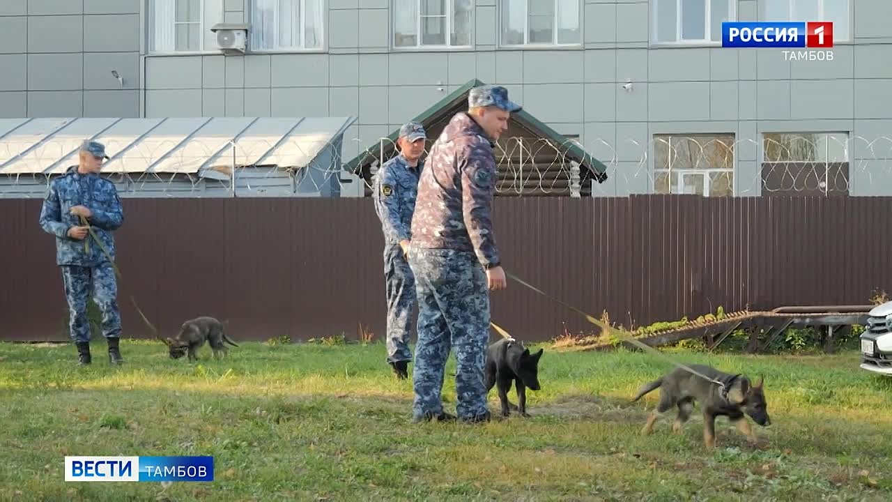 Кинологическое подразделение УФСИН пополнили пять щенков