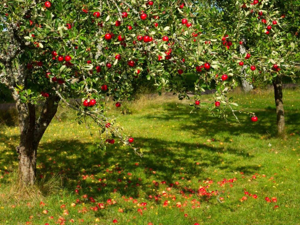 Не бойтесь влажной почвы: деревья, которые thrive на водяных участках
