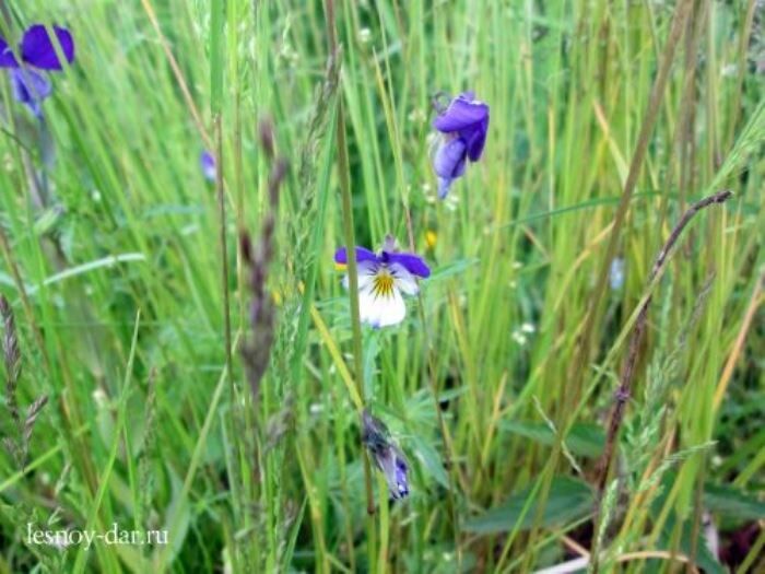 Фиалка удивительная: загадочная красота лесов России