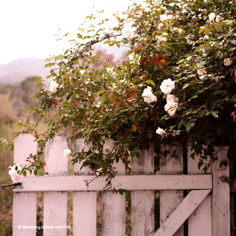 Уход за садом осенью: секреты использования железного купороса