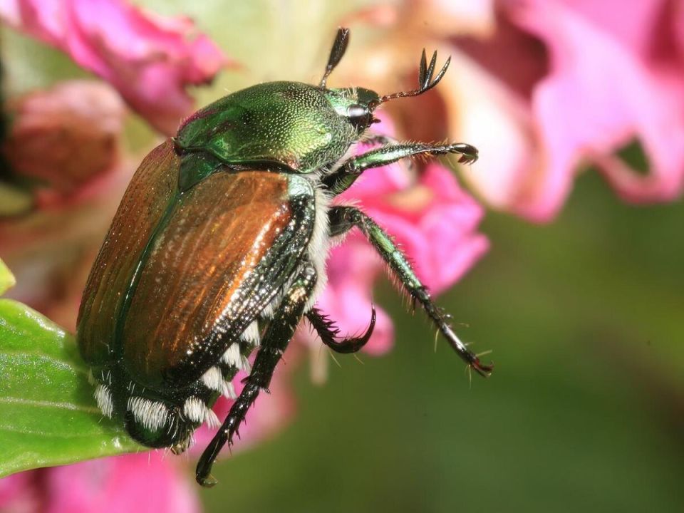 Как волнения из-за японского жука угрожают нашим растениям