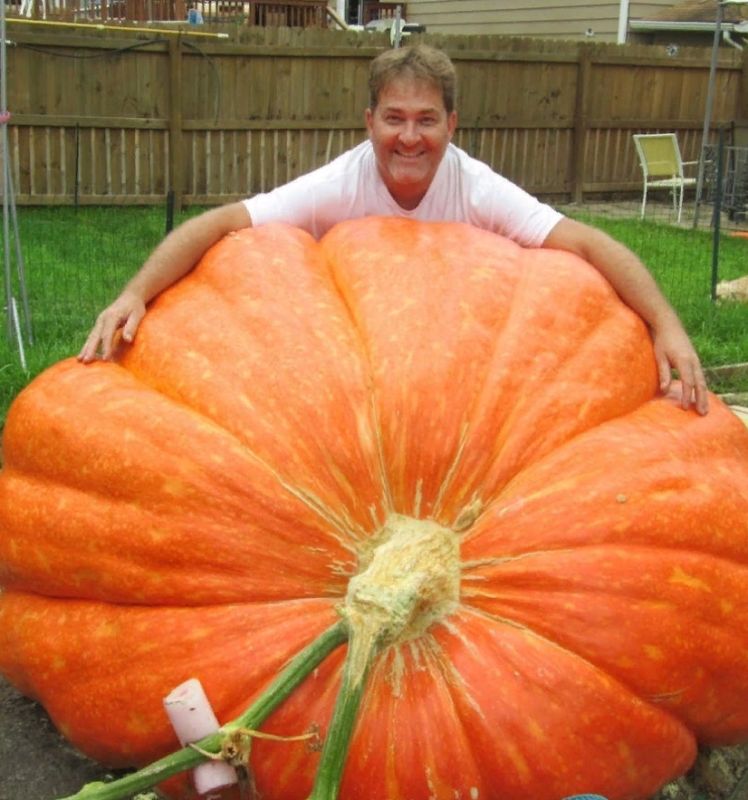 Секреты выращивания гигантских тыкв: осенние подготовительные работы