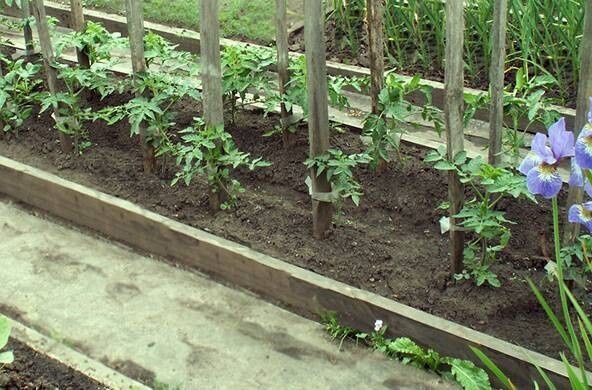 Секрет успеха: как зольная вытяжка помогает в уходе за овощами