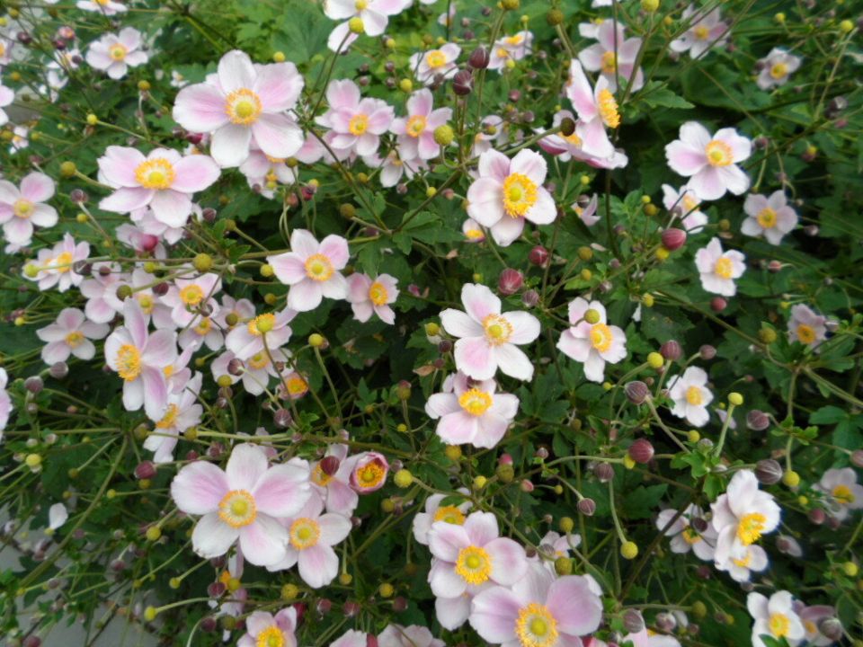 Вернем утраченное: как многолетние цветы могут преобразить ваш сад