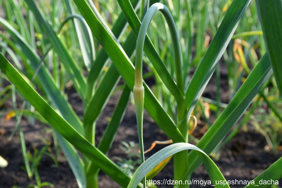 Когда срезать чесночные стрелки: советы для садоводов