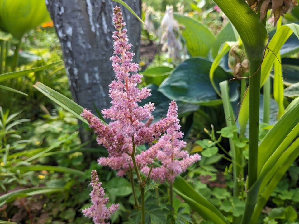 Как вежливо намекнуть на необходимость смены бордюрной ленты