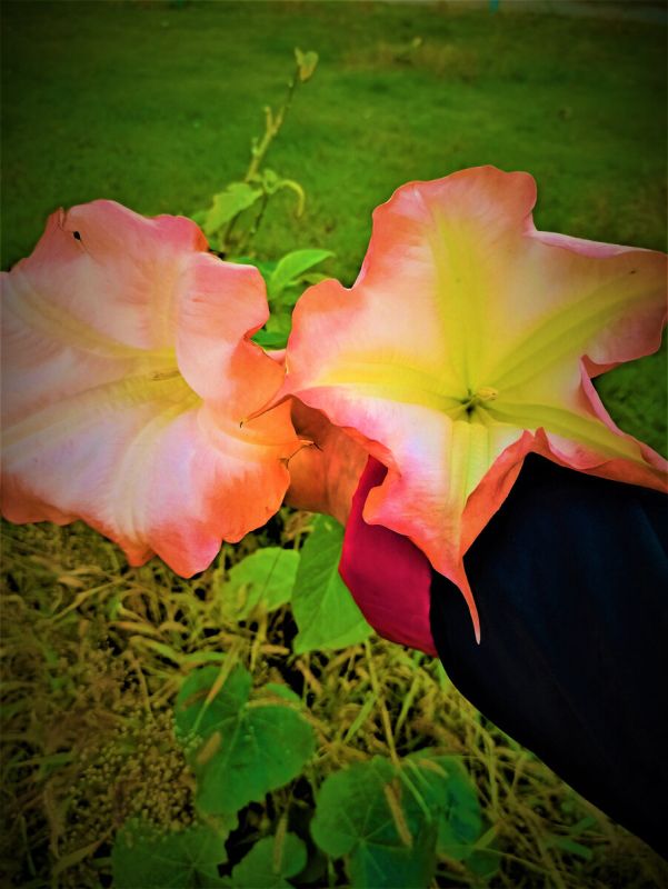 Как вырастить бругмансию: секреты обильного цветения