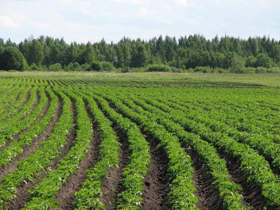 Как обеспечить стабильный урожай картофеля: секреты агрономов