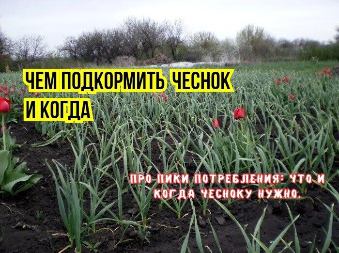 Идеальные подкормки чеснока в мае: секреты для обильного урожая
