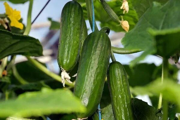 Огурцы сорта Салам: секреты успеха и гастрономические преимущества