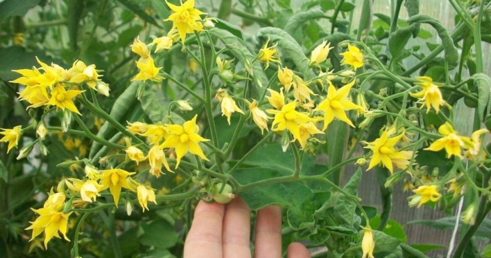 Как правильно подкармливать помидоры в период цветения для богатого урожая