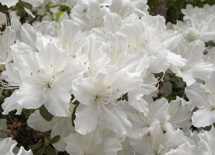 Как зимние условия влияют на комнатные растения