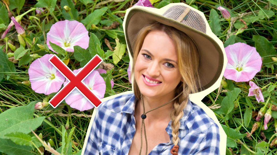 Вьюнок исчезнет с участка раз и навсегда: вот чем нужно посыпать почву