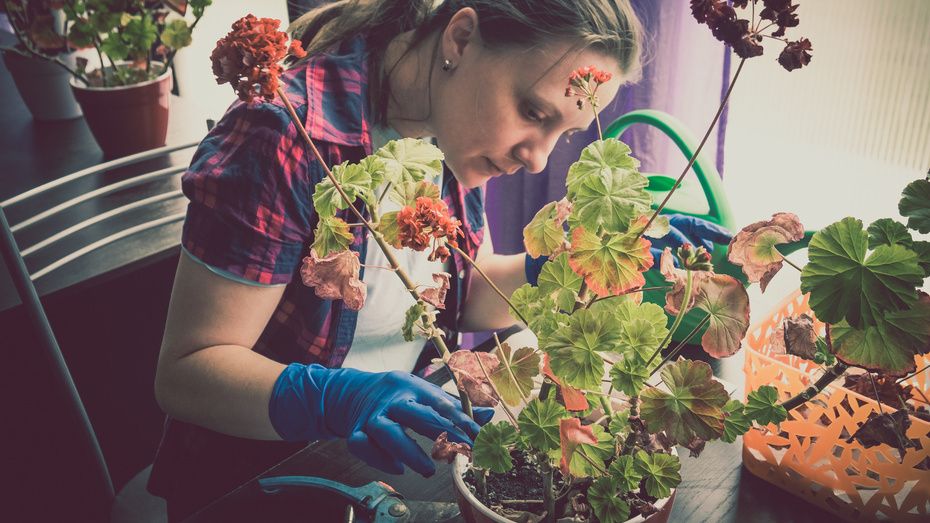 ��� ��������� �������� ������ �� ��������: ���� � ������