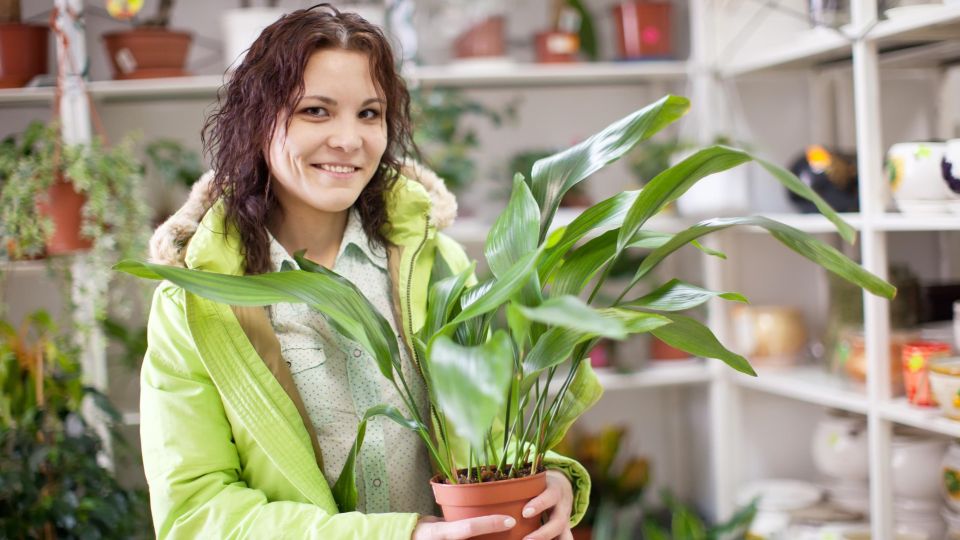 «Железная леди» этого не выдержит: таким уходом вы моментально погубите аспидистру