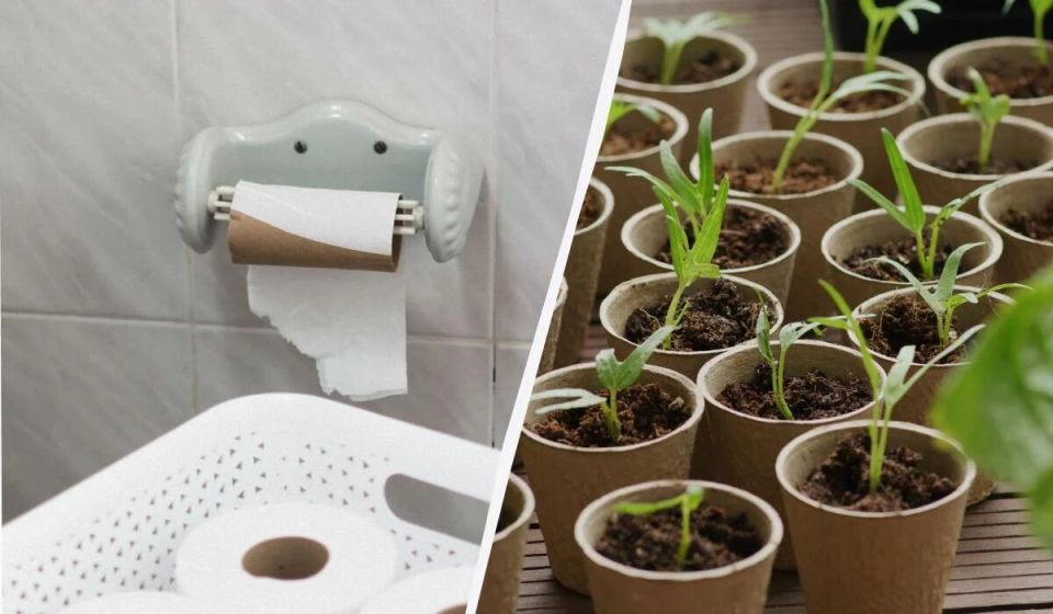Как заменить дорогие стаканчики для рассады: хитрость с туалетными втулками