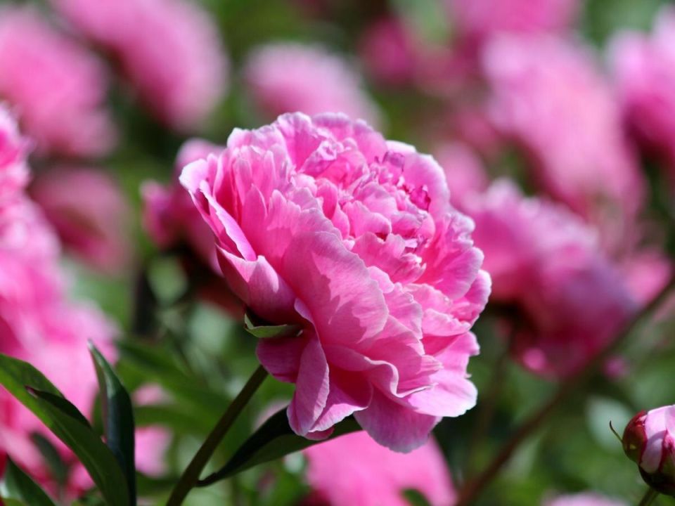 ��� ��������� �������� ����� ������: ������ ��� ��������� ����