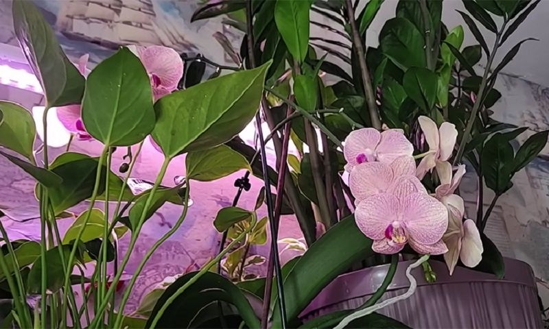 Грецкие орехи как стимулятор роста: неожиданное решение для садоводов