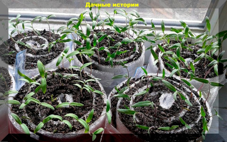 Секреты успешного ухода за клубникой