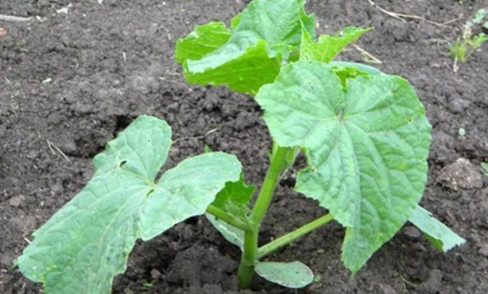 ��� ��������� ��������� ������: ������� ��������� � ������ �� ��������