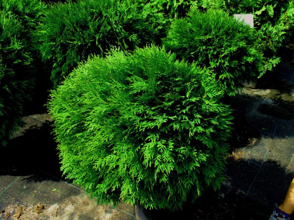 ���: ���� ������, ������� ����� ������ ��� �������� �����