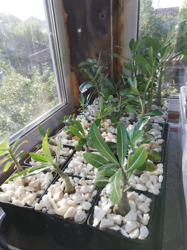 ������� �������� ��������� ���������: ��� ���������� �� ������� � ��������