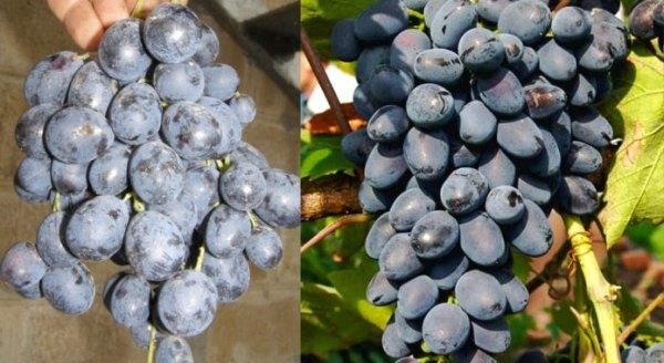 ������: ������������ ���� ��������� � ����������� ����������