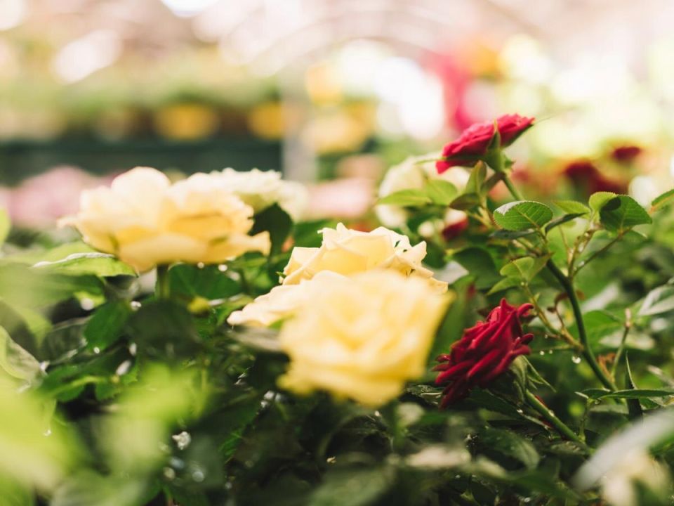 Как справиться с раком розы: советы для садоводов