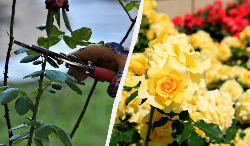 Как подготовить розы к зиме: секреты осеннего ухода