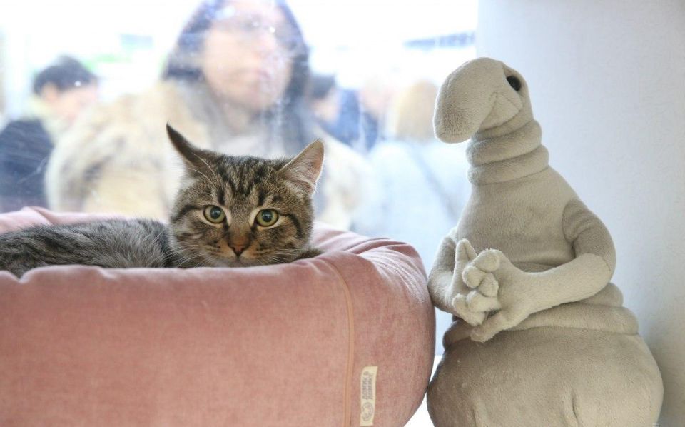 Почему кот кусает хозяина: разбор причин и простые решения