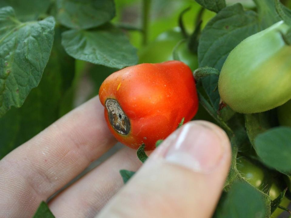 Вершинная гниль томатов: спокойный взгляд на причину и путь к устойчивости