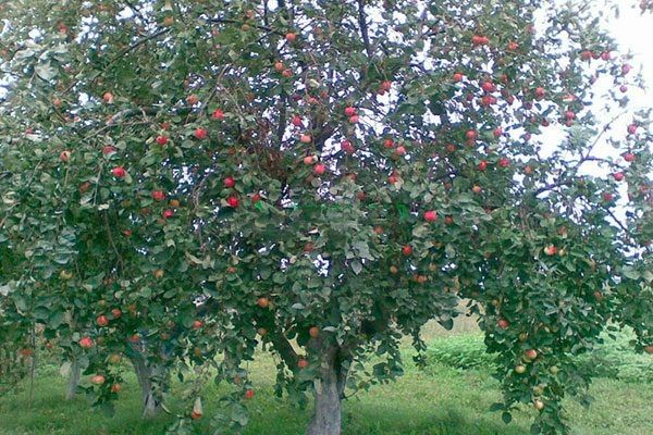 �������� ���������: ��������� ���������� ����� ���������� ������ � � ���� � ����