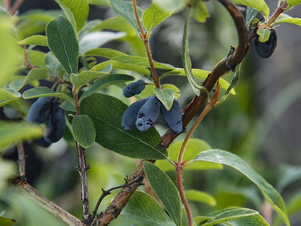 ��� ���������� ����������� ������ ���������: ������� ��������