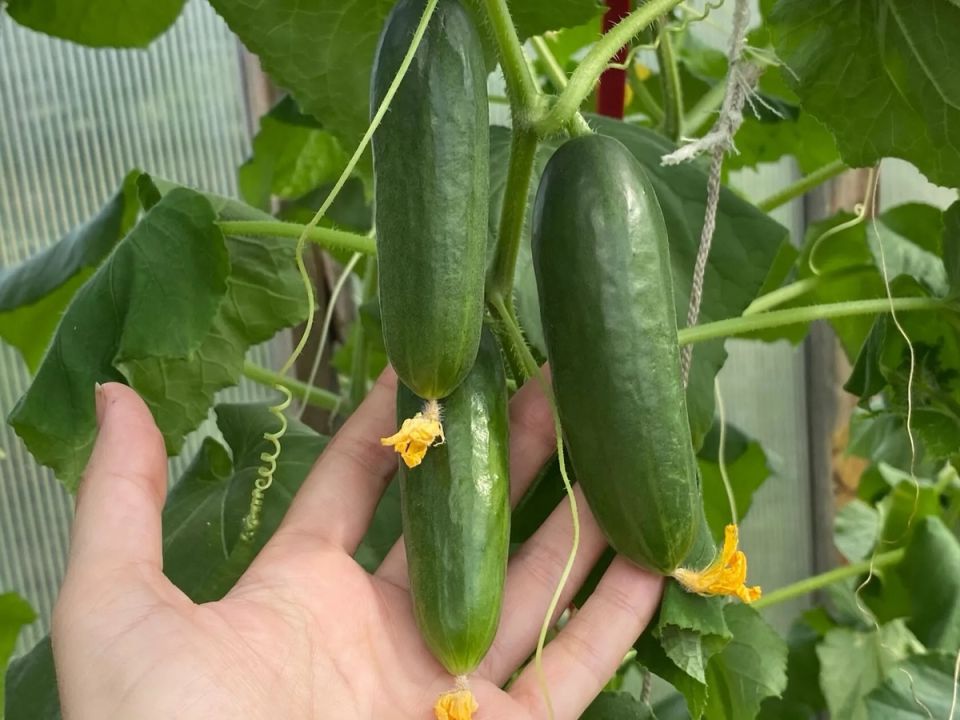 Огурцы радуют урожаем: секреты успешного ухода в августе