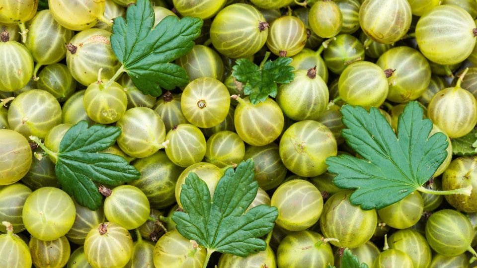 ��� ��� ��������� ���������� ���������: ������ ������������ ��������� ������� ��� ����