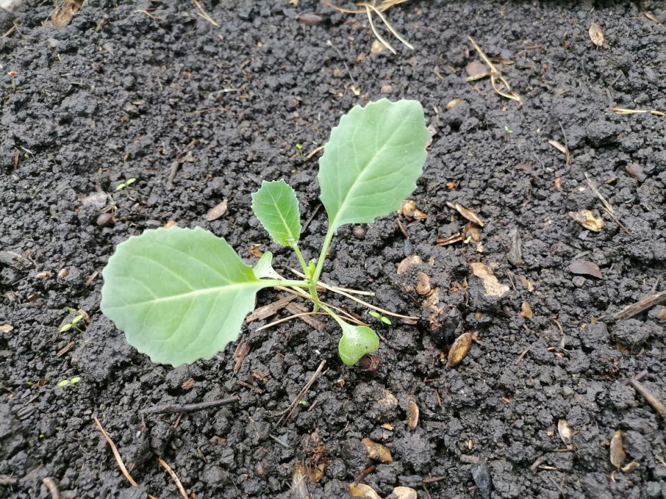 ��� �������� ������� �� ����������: ������� ������ ��� ��������