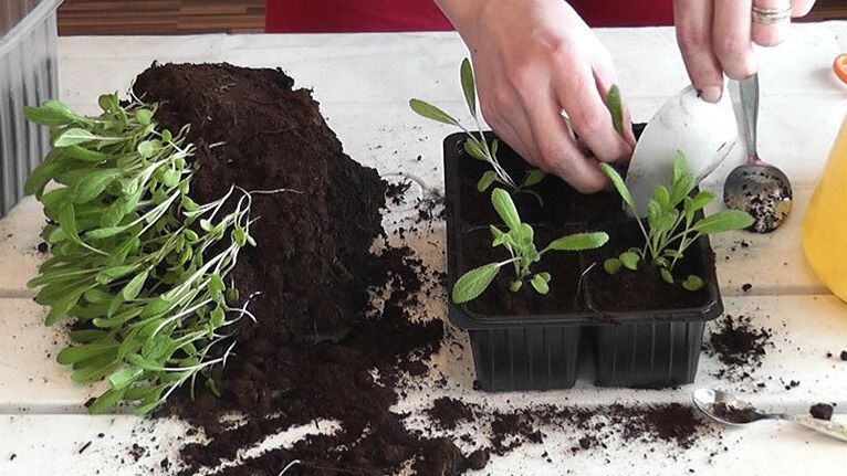 ��� ��������� ������������� �������: ����� 15-30-15 �� ��������