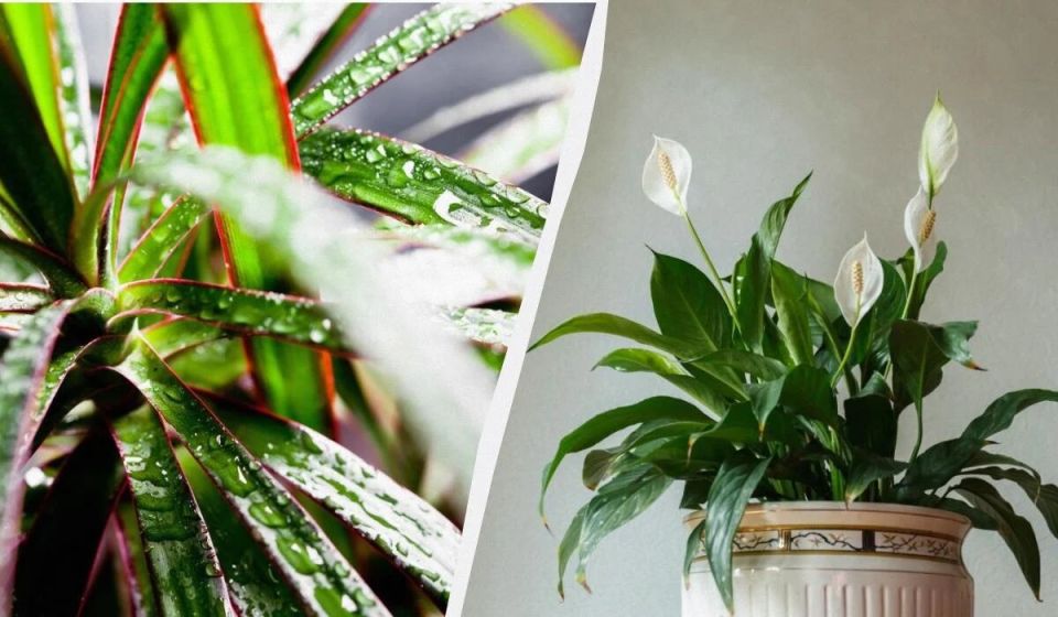 ��������, ������� �� ��������� � ��������� �����: 9 ������� ��� ������ ������� ������ ����