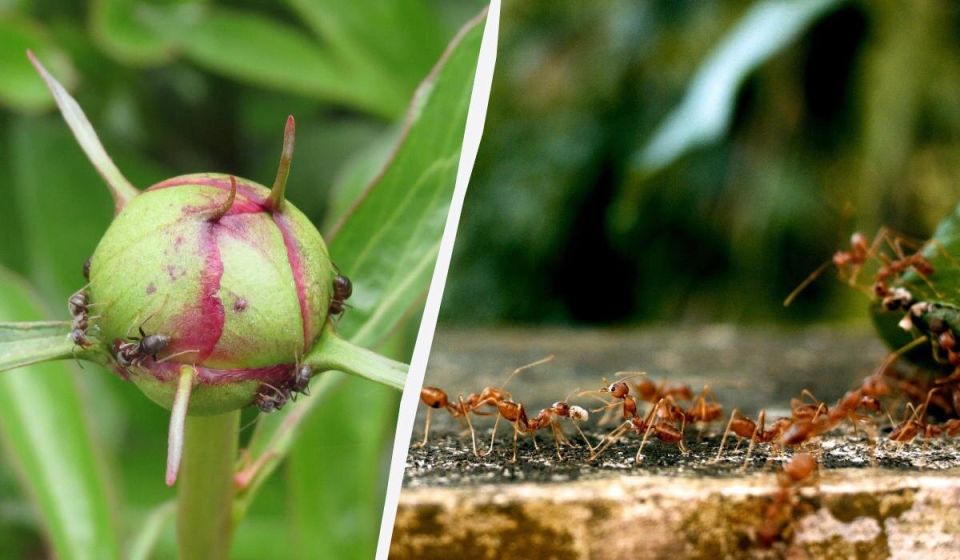 ��������, ������� ����� ��������: ������� ������� ��� ���������������� �����